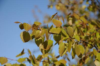 Populus tremula, Zitterpappel, Aspen Populus tremula, Zitterpappel, Aspen Copyright: xZoonar.com/PeterxHimmelhuberx 7146-stock-foto