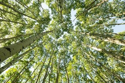 Espe (Populus tremula) Reisen Colorado - Amerika-stock-foto