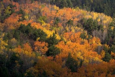 Birke (Betula spec.), in Herbstfarben, mit Espen, Norwegen, Ottadalen birch (Betula spec.), autumn colors, with poplars,-stock-foto