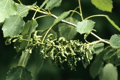 Espe, Zitterpappel, Zitter-Pappel (Populus tremula), mit Pappeltrieb-Gallmilbe, Aceria dispar European aspen (Populus t-stock-foto