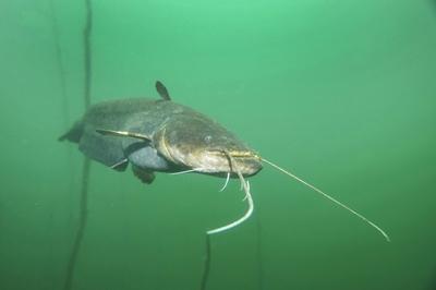 Europaeischer Wels Flusswels Wels Waller Schaiden Silurus glanis schwimmt in einem See Unter-stock-foto