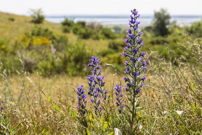 Gemeiner Natternkopf, Gewoehnlicher Natternkopf (Echium vulgare), bluehend in Kuestenlandschaft, Deutschland, Hiddensee-stock-foto