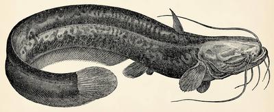 The freshwater fish - wels catfish (Silurus glanis). Antique stylized illustration. The freshwater fish - wels catfish (-stock-foto