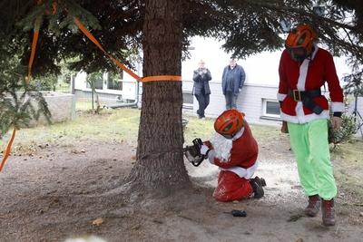 10.11.2025, Faellung des Weihnachtsbaum fuer den 42. Weihnachtsmarktes an der Kaiser-Wilhelm-Ged?chtniskirche auf dem Br-stock-foto