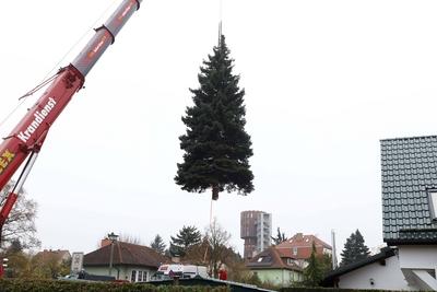 10.11.2025, Faellung des Weihnachtsbaum fuer den 42. Weihnachtsmarktes an der Kaiser-Wilhelm-Ged?chtniskirche auf dem Br-stock-foto