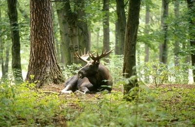 Bildnummer: 56088686  Datum: 19.09.2005  Copyright: imago/blickwinkeleurop?ischer elch (alces alces alces), bulle liegend, deutschland elk, european moose (alces alces alces), bull lying on the ground, germany blws021538 kbdig 2005 quer animal animals artiodactyls ausruhen bull bulle bullen bulls central europe cervids cloven-hoofed animals deutschland ein tier einzelnes tier einzeltier elch elche elchwild elk elks europa europe even-t?d ungulates from the front frontal view frontalansicht furred game game animals germany ground game haarwild hoofed game horizontal horizontal format liegen liegend lying m?nnchen male males mammal mammals mitteleuropa moose mooses one animal only paarhufer querformat resting ruhen sachsen s?ugetier s?ugetiere saxony schalenwild tier tiere von vorne vorderansicht wild wild animal wild animals wildlife wildtier wildtiere europ?isch mitteleurop?isch deutsch deutsche deutscher deutsches european central european german  56088686 Date 19 09 2005 Copyright Imago Angle European Moose Alces Alces Alces Bulle lying Germany Elk European Moose Alces Alces Alces Bull Lying ON The Ground Germany  Kbdig 2005 horizontal Animal Animals artiodactyles rest Bull Bulle Bulls Bulls Central Europe cervids clover hoofed Animals Germany a Animal single Animal Individual animal Moose Elche Elk Elk elks Europe Europe even fatal ungulates from The Front Frontal View Frontview commonness furred Game Game Animals Germany Ground Game hair wild hoofed Game horizontally horizontally Format lie lying Lying Males Male Males Mammal mammals Central Europe Moose  One Animal Only Biungulates Landscape RESTING rest Saxony Mammal Mammals Saxony Ungulates Animal Animals from front Front Wild Wild Animal Wild Animals Wildlife Wild animal Wild animals Euro Central German German German German European Central European German-stock-foto