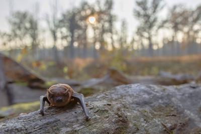 Kleinabendsegler Kleiner Abendsegler Nyctalus leisleri verlaesst seine Hoehle am Abend Deutschl-stock-foto
