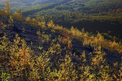 Neuanpflanzung auf der Bergehalde Lydia, Camphausen, Saarland, Germany birch trees on the mining heep Lydia, Camphausen,-stock-foto