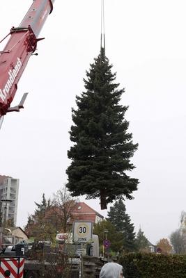 10.11.2025, Faellung des Weihnachtsbaum fuer den 42. Weihnachtsmarktes an der Kaiser-Wilhelm-Ged?chtniskirche auf dem Br-stock-foto