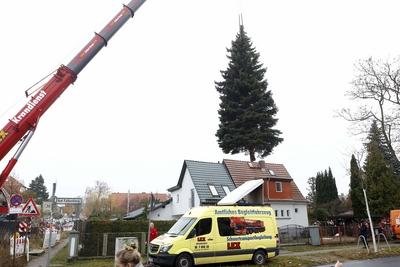10.11.2025, Faellung des Weihnachtsbaum fuer den 42. Weihnachtsmarktes an der Kaiser-Wilhelm-Ged?chtniskirche auf dem Br-stock-foto