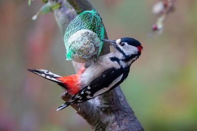 Buntspecht (Dendrocopos major) Buntspecht (Dendrocopos major) an einem Meisenknödel im Naturschutzgebiet Mönchbruch bei-stock-foto