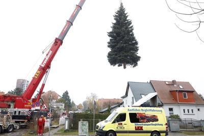 10.11.2025, Faellung des Weihnachtsbaum fuer den 42. Weihnachtsmarktes an der Kaiser-Wilhelm-Ged?chtniskirche auf dem Br-stock-foto