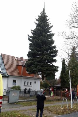 10.11.2025, Faellung des Weihnachtsbaum fuer den 42. Weihnachtsmarktes an der Kaiser-Wilhelm-Ged?chtniskirche auf dem Br-stock-foto