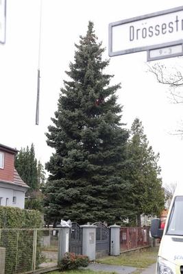 10.11.2025, Faellung des Weihnachtsbaum fuer den 42. Weihnachtsmarktes an der Kaiser-Wilhelm-Ged?chtniskirche auf dem Br-stock-foto