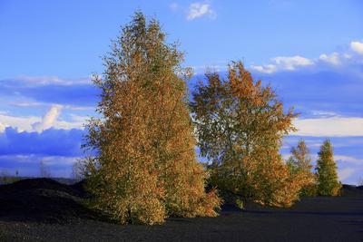 Birken auf der Bergehalde Lydia, Camphausen, Saarland, Germany birch trees on the mining heep Lydia, Camphausen, Saarlan-stock-foto