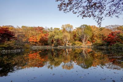 Autumn foliage at Changgyeonggung Palace in Seoul, South Korea-stock-foto