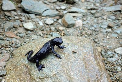 Black Alpine Salamander Black Alpine Salamander Copyright: xZoonar.com/MarkusxLorettox 9618168-stock-foto