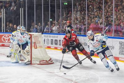 Koelner Haie (KEC) vs. Dresdner Eisloewen, Eishockey, Penny DEL, Spieltag 19, 2025/2026, 16.11.2025-stock-foto