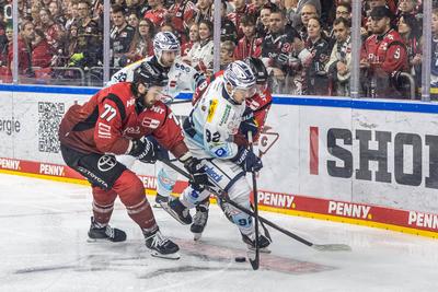 Koelner Haie (KEC) vs. Dresdner Eisloewen, Eishockey, Penny DEL, Spieltag 19, 2025/2026, 16.11.2025-stock-foto