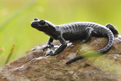Bildnummer: 56117704  Datum: 19.04.2011  Copyright: imago/blickwinkelalpensalamander, alpen-salamander (salamandra atra), sitzt auf einem felsen, deutschland, bayern alpine salamander, european alpine salamander (salamandra atra), sitting on a rock, germany, bavaria blws271224 kbdig 2011 quer tier tiere amphibien lurch lurche schwanzlurch schwanzlurche salamander querformat europa europ?isch mitteleuropa mitteleurop?isch deutschland deutsch westdeutschland westdeutsch s?ddeutschland s?ddeutsch bayern bayerisch deutsche deutscher deutsches stein steine steinig steinige steiniges steiniger nahaufnahme nahaufnahmen einzeltier einzelnes tier einzelne tiere ein tier 1 tier ganzk?rperportr?t ganzk?rperportr?ts ganzk?rperportrait ganzk?rperportraits ganzk?rperansicht ganzk?rperansichten wildlife wildtier wildtiere fauna fauna deutschlands felsen fels sitzen sitzend sitzt sitzender sitzende sitzendes seitenansicht von der seite seitlich augenh?he in augenh?he macroaufnahme macroaufnahmen makroaufnahme makroaufnahmen makrofoto makrofotos makrophoto makrofotografie gebirge berge alpen deutsche alpen in den deutschen alpen bayerische alpen in den bayerischen alpen alpine salamanders european alpine salamanders animal animals amphibian amphibians batrachian batrachians urodeles salamanders horizontal format europe european central europe central european germany german west of germany western german southern germany south german bavaria bavarian stone stones pebbly rocky stony closeup closeups close up close ups close-up view one animal single animal single animals 1 animal full-length portrait full-length portraits full length wild animal wild animals fauna of germany rock rocks sitting sits side view lateral eye level at eye level macro shot macro shots macro photography undefined mountains alps german alps bavarian alps  56117704 Date 19 04 2011 Copyright Imago Angle Alpine salamander Alps Salamander salamandra ATRA sits on a Rocks Germany Bavaria Alpine Salamander European Alpine Salamander salamandra ATRA Sitting ON a Rock Germany Bavaria  Kbdig 2011 horizontal Animal Animals Amphibians Lurch Amphibians Schwanzlurch URODELA Salamander Landscape Europe Euro Central Europe Central Germany German West German country West South German country Southern German Bavaria Bavarian German German German Stone Stones rocky Stony stony rocky Close-up Close-ups Individual animal single Animal Individuals Animals a Animal 1 Animal full body portrait full body portraits Full body portrait  Full view  Wildlife Wild animal Wild animals Fauna Fauna Germany Rocks Rock sit seated sits seated Sitting Head end Side view from the Side the side Eye level in Eye level macro recording macro recordings Macro recording Macro shots Macro photo macro photos macro photo Macro photography Mountains Mountains Alps German Alps in the German Alps Bayerische Alps in the Bavarian Alps Alpine Salam Anders European Alpine Salam Anders Animal Animals Amphibian Amphibians   urodeles Salam Anders horizontally Format Europe European Central Europe Central European Germany German WEST of Germany Western German Southern Germany South German Bavaria Bavarian Stone Stones Pebbly Rocky Stony closeup Closeups Close up Close Oops Close up View One Animal Single Animal Single Animals 1 Animal Full length Portrait Full length Portraits Full length Wild Animal Wild Animals Fauna of Germany Rock Rocks Sitting sits Side View Lateral Eye Level AT Eye Level Macro Shot Macro Shots Macro Photography undefined Mountains Alps German Alps Bavarian Alps-stock-foto