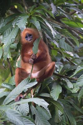 Maronenlangur, Maronen-Langur (Presbytis rubicunda), eine endemische Affenart der Insel Borneo, sitzt auf einem Baum, Ma-stock-foto