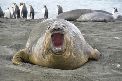 Seeelefant, Gold Harbour, S?dgeorgien Seeelefant, Gold Harbour, S?dgeorgien Copyright: xZoonar.com/LotharxKurtzex 180914-stock-foto