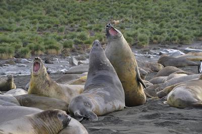 K?mpfende Seeelefanten, Gold Harbour, S?dgeorgien K?mpfende Seeelefanten, Gold Harbour, S?dgeorgien Copyright: xZoonar.c-stock-foto