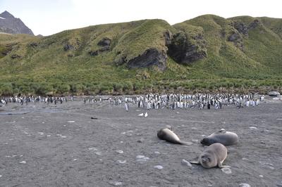 Strand mit Seeelefanten und K?nigspinguinen, S?dgeorgien Strand mit Seeelefanten und K?nigspinguinen, S?dgeorgien Copyri-stock-foto
