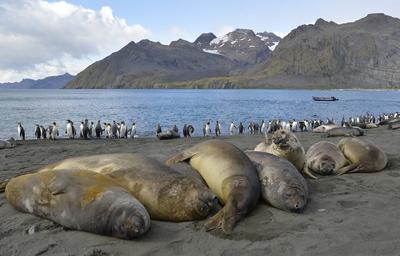 Seeelefanten, Gold Harbour, S?dgeorgien Seeelefanten, Gold Harbour, S?dgeorgien Copyright: xZoonar.com/LotharxKurtzex 18-stock-foto