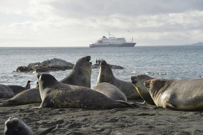 Seeelefanten und MS Hondius, Gold Harbour, S?dgeorgien Seeelefanten und MS Hondius, Gold Harbour, S?dgeorgien Copyright:-stock-foto