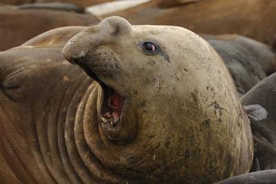 Bildnummer: 56099519  Datum: 01.05.2007  Copyright: imago/blickwinkels?dlicher see-elefant, s?dlicher seeelefant (mirounga leonina), rufendes weibchen, antarktis, s?dgeorgien southern elephant seal (mirounga leonina), yelling female, antarctica, s?dgeorgien blws078368 kbdig 2007 quer tier tiere s?ugetier s?ugetiere raubtier raubtiere wasserraubtier wasserraubtiere meeress?uger robbenartige hundsrobbe hundsrobben robbe robben see-elefant see-elefanten seeelefant seeelefanten elefantenrobbe elefantenrobben querformat grossbritannien subantarktis s?dgeorgien antarktis antarktisch polargebiet polargebiete einzeltier einzelnes tier einzelne tiere ein tier 1 tier k?rperteil k?rperteile kopf k?pfe nahaufnahme nahaufnahmen liegen liegend bauchlage auf dem bauch auf dem bauch liegen auf dem bauch liegend ausschnitt anschnitt angeschnitten expedition expeditionen antarktisexpedition antarktisexpeditionen forschung antarktisforschung wildlife wildtier wildtiere fauna weibchen rufen rufend kommunikation verst?ndigung laut?usserung laut?usserungen lauthals aus voller kehle lautstark seitenansicht von der seite animal animals marine mammal marine mammals marine carnivores beast of prey beasts of prey predator predators pinniped pinnipeds fin-foots tr? seal tr? seals earless seal earless seals hair seal hair seals seal seals elephant seal elephant seals horizontal format great britain sub antarctica south georgia antarctica antarctic mammal mammals one animal only one animal 1 animal part of body parts of body head heads closeup closeups close up close ups close-up view lying face-down position prone position lying on the belly section truncated expeditions antarctic expedition antarctic expeditions research antarctic research wild animal wild animals female females yelling communication communicating vociferous noisy side view lateral  56099519 Date 01 05 2007 Copyright Imago Angle southerly Lake Elephant southerly Seeelefant Mirounga leonine Rufendes Females Antarctica South Georgia Southern Elephant Seal Mirounga leonine yelling Female Antarctica South Georgia  Kbdig 2007 horizontal Animal Animals Mammal Mammals Predator Predators Water predator Water predators Marine mammals  Hundsrobbe Dog seals Robbe Seals Lake Elephant Lake Elephants Seeelefant Seeelefanten Elefantenrobbe Elephant seals Landscape UK Subantarktis South Georgia Antarctica Antarktisch Polar region Polar regions Individual animal single Animal Individuals Animals a Animal 1 Animal Part of the body Body parts Head Heads Close-up Close-ups lie lying Abdominal situation on the Abdomen on the Abdomen lie on the Abdomen lying Part of Bleed raised Expedition Expeditions Antarctic expedition Antarctic expeditions Research Antarctic research Wildlife Wild animal Wild animals Fauna Females Call calling Communication Understanding   loudly out full Throat According to Stark Side view from the Side Animal Animals Navy Mammal Navy mammals Navy  Beast of Prey Beasts of Prey Predator Predators   FIN Foots turbid Seal turbid Seals earless Seal earless Seals Hair Seal Hair Seals Seal Seals Elephant Seal Elephant Seals horizontally Format Great Britain Sub Antarctica South Georgia Antarctica Antarctic Mammal mammals One Animal Only One Animal 1 Animal Part of Body Parts of Body Head Heads closeup Closeups Close up Close Oops Close up View Lying Face Down Position prone Position Lying ON The Belly Section truncated Expeditions Antarctic Expedition Antarctic Expeditions Research Antarctic Research Wild Animal Wild Animals Female females yelling Communication Communicating  Noisy Side View Lateral-stock-foto