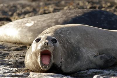 Bildnummer: 53982297  Datum: 08.01.2009  Copyright: imago/blickwinkelSuedlicher See-Elefant, Suedlicher Seeelefant (Mirounga leonina), Weibchen droht einem anderen Tier, Argentinien, Valdez Peninsula southern elephant seal (Mirounga leonina), female threatening, Argentina, Valdez Peninsula BLWS197823 Highlight Natur kbdig xtm 2009 quer Tier Tiere Saeugetier Saeugetiere Raubtier Raubtiere Wasserraubtier Wasserraubtiere Meeressaeuger Robbenartige Hundsrobbe Hundsrobben Robbe Robben See-Elefant See-Elefanten Seeelefant Seeelefanten Elefantenrobbe Elefantenrobben Wildlife Wildtier Wildtiere Fauna Weibchen liegen liegend Sand Strand Straende Ufer offenes Maul offen Verhalten drohen Drohgebaerde Drohgebaerden Drohhaltung Ausschnitt Anschnitt angeschnitten Amerika amerikanisch Suedamerika suedamerikanisch Lateinamerika lateinamerikanisch Argentinien argentinisch Frontalansicht Vorderansicht von vorne frontal Querformat animal animals marine mammal marine mammals marine carnivores beast of prey beasts of prey predator predators pinniped pinnipeds fin-foots true seal true seals earless seal earless seals hair seal hair seals seal seals elephant seal elephant seals wild animal wild animals female females lying beach beaches seaside seasides shore shores mouth open threatening gesture threatening posture section truncated America American South America South American Latin America Latin-American Argentina Argentinean Argentinian Argentine front view from the front horizontal format Bildnummer 53982297 Date 08 01 2009 Copyright Imago Angle South Lake Elephant South Seeelefant Mirounga leonine Females threatened a others Animal Argentina Valdez Peninsula Southern Elephant Seal Mirounga leonine Female threatening Argentina Valdez Peninsula  Highlight Nature Kbdig XTM 2009 horizontal Animal Animals Mammal Mammals Predator Predators Water predator Water predators Marine mammals  Hundsrobbe Dog seals Robbe Seals Lake Elephant Lake Elephants Seeelefant Seeelefanten Elefantenrobbe Elephant seals Wildlife Wild animal Wild animals Fauna Females lie lying Sand Beach Beaches Shore Open Foot open Behavior threaten Threatening threatening gestures Drohhaltung Part of Bleed raised America American South America South American Latin America Latin American Argentina Argentinian Frontview Front from front Frontal Landscape Animal Animals Navy Mammal Navy mammals Navy  Beast of Prey Beasts of Prey Predator Predators   FIN Foots True Seal True Seals earless Seal earless Seals Hair Seal Hair Seals Seal Seals Elephant Seal Elephant Seals Wild Animal Wild Animals Female females Lying Beach Beaches Seaside Seaside Shore Shores Mouth Open threatening gesture threatening posture Section truncated America American South America South American Latin America Latin American Argentina Argentinean Argentinian Argentine Front View from The Front horizontally Format-stock-foto