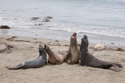 Noerdlicher See Elefant Noerdlicher Seeelefant Mirounga angustirostris vier junge See Elefantenb-stock-foto