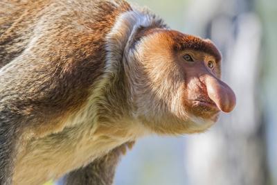 Nasenaffe Nasen Affe Nasalis larvatus Portraet proboscis monkey Nasalis larvatus portrait BLW-stock-foto