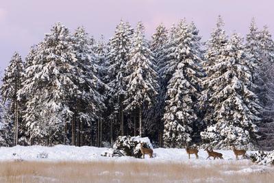 Rottiere und Kaelber in winterlicher Traumkulisse / Cervus elaphus-stock-foto