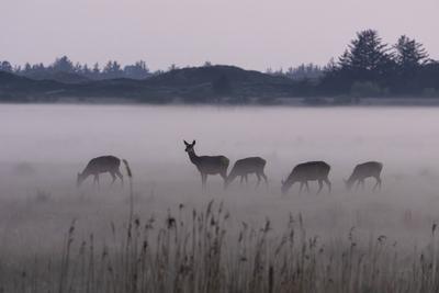 Verteilt ?ber mehrere kleine Rudel steht das Rotwild auf der von Bodennebel eingeh?llten Sumpfwiese / Spread over several small herds, the Red deer stand on the marshy meadow shrouded in ground fog / Cervus elaphus-stock-foto