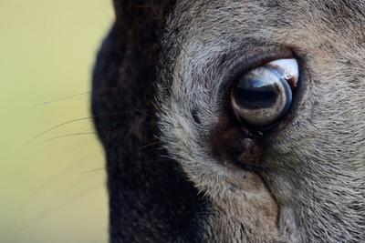 das Auge eines Rothirsches... Rothirsch * Cervus elaphus *, Detailaufnahme vom Kopf eines kapitalen Hirsches, heimische Tierart, Deutschland, Europa  ***-stock-foto