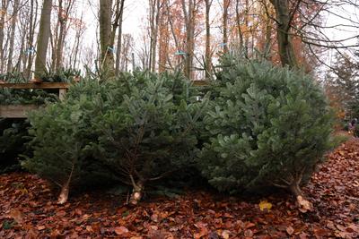 04.12.2022, Deutschland, NRW, Weihnachten, Weihnachtsb?ume, Tannenb?ume, Abges?gte B?ume liegen in einem Wald, Weihnacht-stock-foto