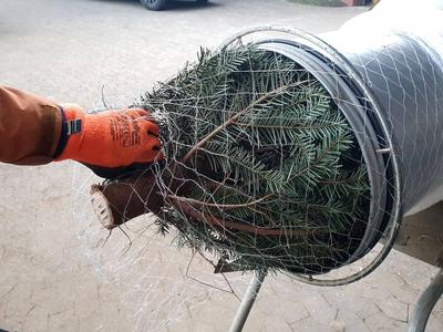 Winden Themenbild - Weihnachtsbaumverkauf, Christbaumverkauf, Privatverkauf Themenbild - Weihnachtsbaumverkauf, Christba-stock-foto