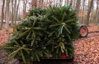 04.12.2022, Deutschland, NRW, Weihnachten, Weihnachtsb?ume, Tannenb?ume, Abges?gte B?ume auf einem Traktor mit Anh?nger,-stock-foto