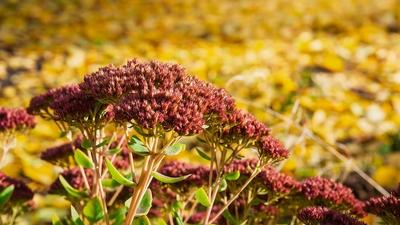 Nahaufnahme von Herbst-Sedum-Bl?ten mit einem unscharfen Hintergrund aus gelben Bl?ttern-stock-foto