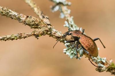 Bergwald-Laufkaefer, Bergwaldlaufkaefer, Robuster Bergwaldlaufkaefer, Carabus silvestris, Wood carabid beetle-stock-foto
