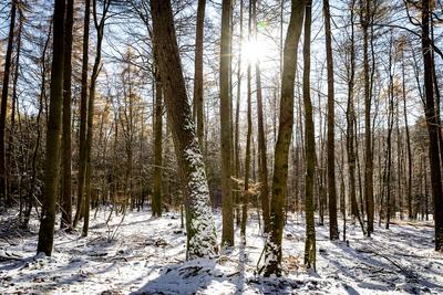 22.11.2025 - Winteridylle: Strahlender Sonnenschein im mit Schnee bedeckten Wald am Gro?en Feldberg bei Schmitten im Tau-stock-foto