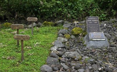 dian fossey,gorillafriedhof,karisoke research center *** dian fossey,gorilla cemetery,karisoke research center lvp-3-stock-foto