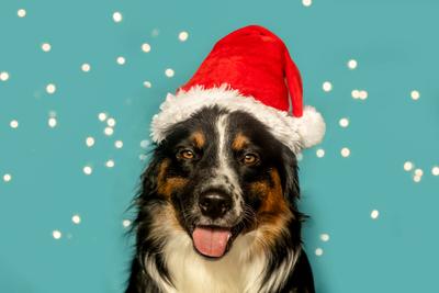 Mini Aussie Hund tr?gt einen lustigen Weihnachtsbaum Stirnband gegen blauen festlichen Hintergrund mit Bokeh Lichter-stock-foto