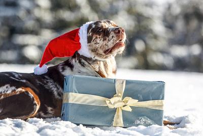 Eine sch?ne braune und wei?e Leopard Labrador in einem festlichen Weihnachten Einstellung im Freien im Schnee-stock-foto