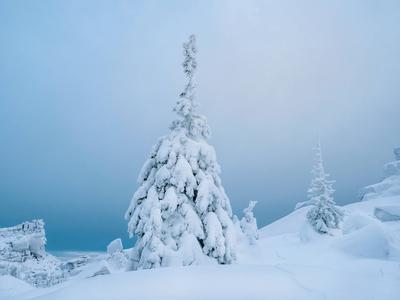 Snow covered Christmas fir trees on mountainside-stock-foto