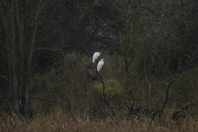 Silberreiher-stock-foto