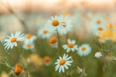 Nature flower meadow background and Wallpaper beautiful chamomile flowers meadow blurred close up shot Alentejo Portugal-stock-foto