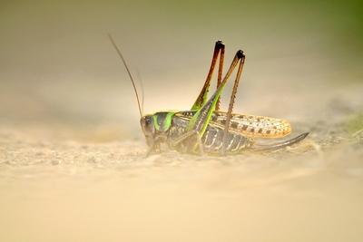 Warzenbeisser Decticus verrucivorus Weibchen Ungarn wart biter wart biter bushcricket Decticus-stock-foto